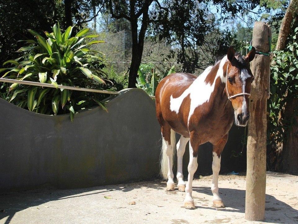 Hotel Fazenda Apm Caieiras Buitenkant foto